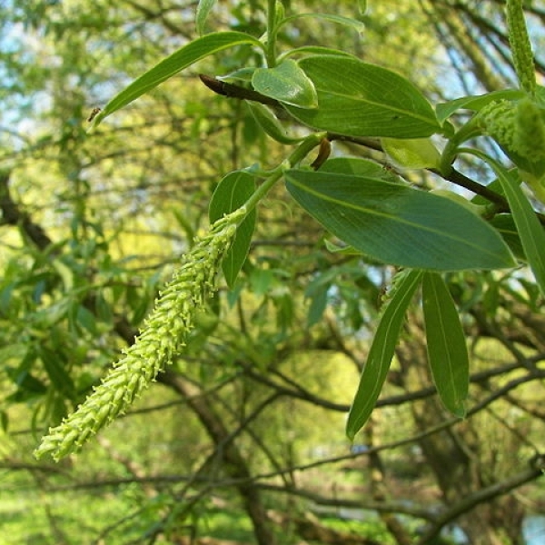 Saule Blanc