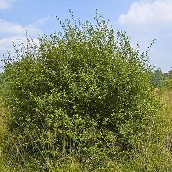 Saule à oreillettes