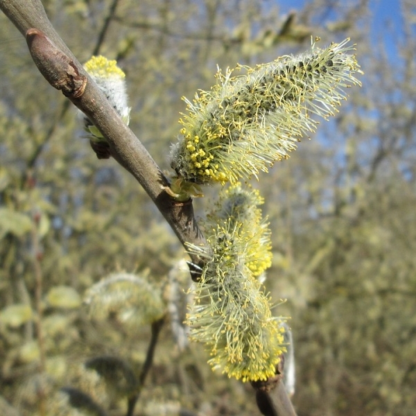 Saule cendré