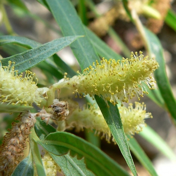 Saule des coyotes