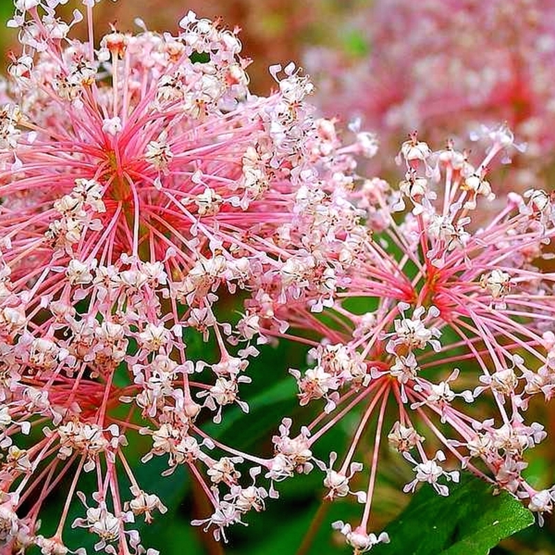 Ceanothe Perle Rose, Lilas de Californie Perle Rose