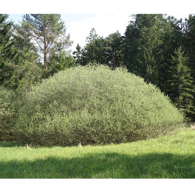 Saule à feuilles de Romarin