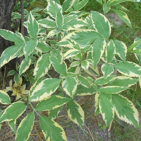 Sureau noir Albovariegata, Sureau commun Albovariegata