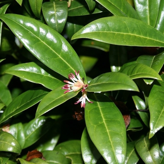 Sarcococca hookeriana var humilis, Sarcococca confusa