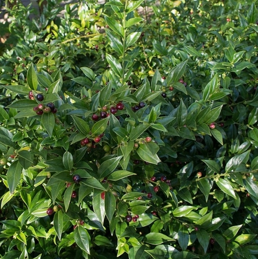 Sarcococca hookeriana var humilis, Sarcococca confusa