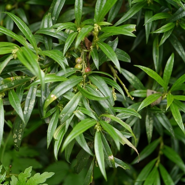 Sarcococca saligna