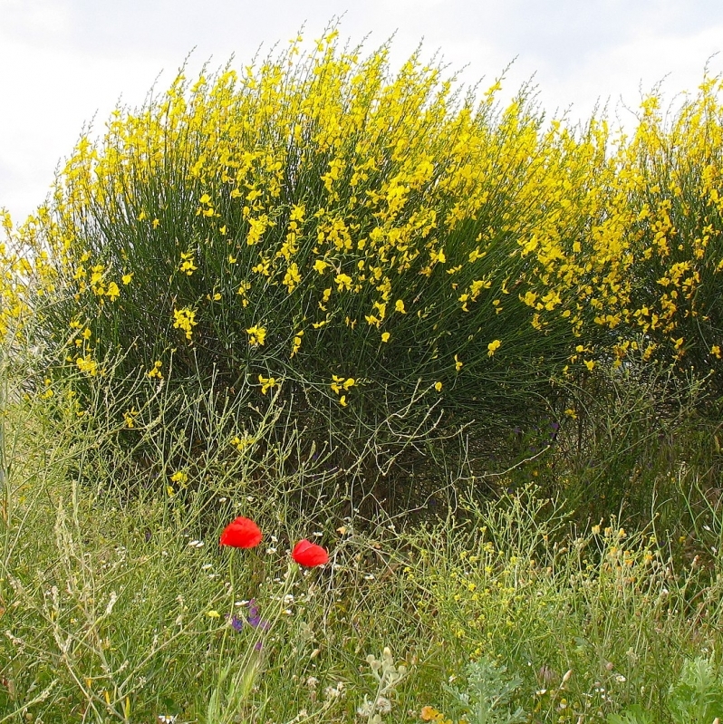 Genêt d'Espagne