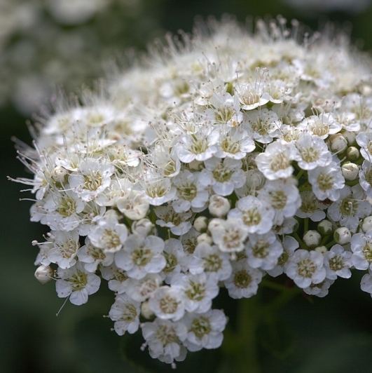 Spirée à feuilles de Bouleau