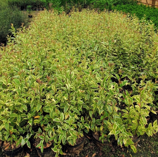 Troène lucidum Tricolor