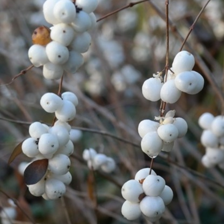 Symphorine de Doorenbos White Hedge