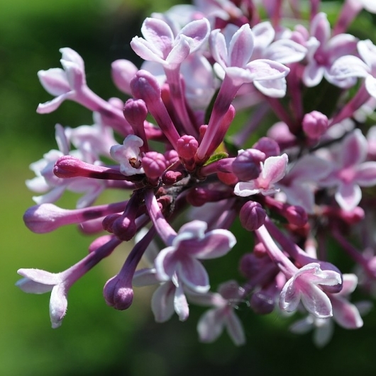 Lilas de Chine Superba