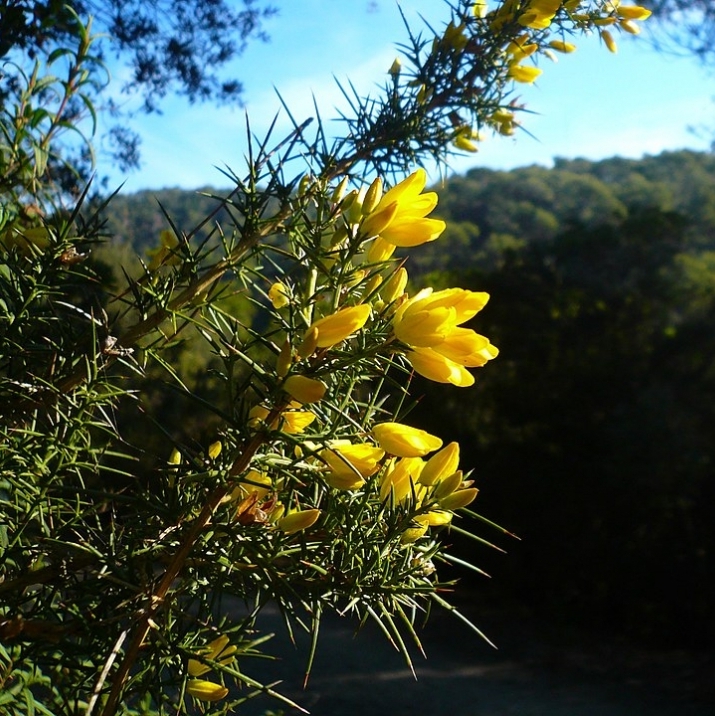 Ajonc de Provence