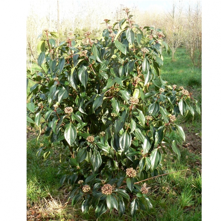 Viorne à feuilles de Cinnamomum