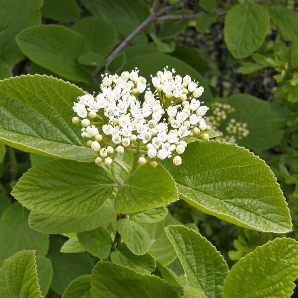 Viorne cotonneuse