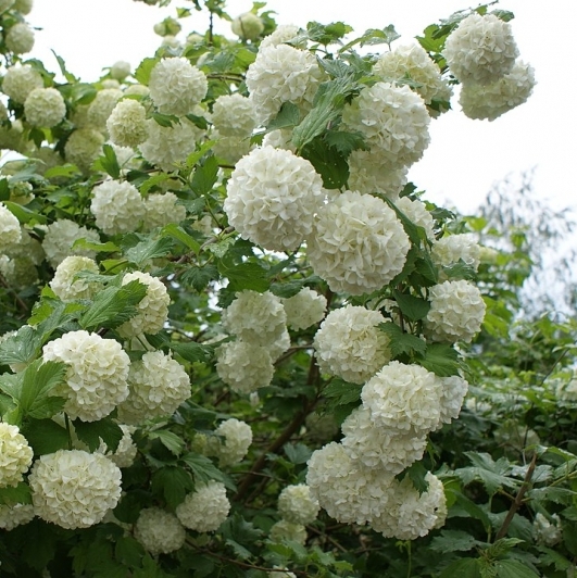 Viorne boule de neige