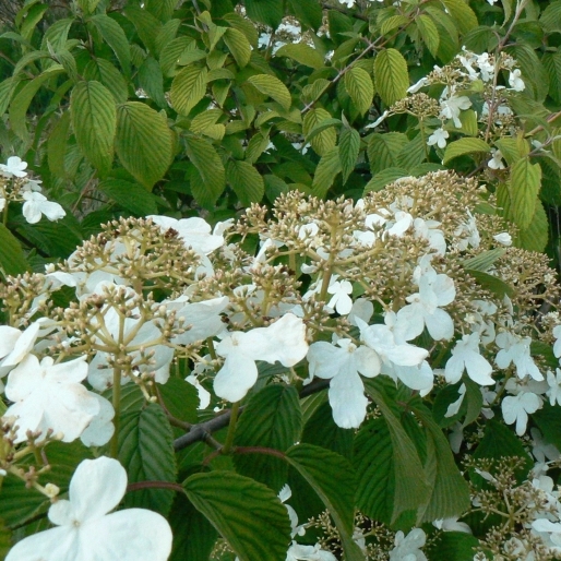 Viorne de Chine Mariesii