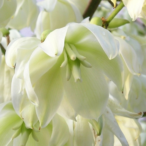 Yucca filamenteux