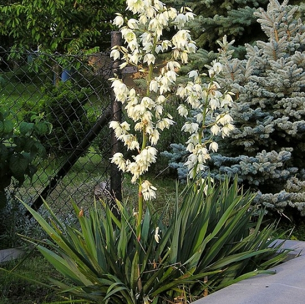Yucca filamenteux