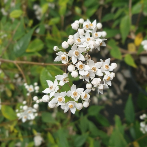 Deutzia multiradiata