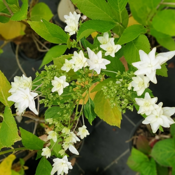 Hortensia à grandes feuilles Hanabi