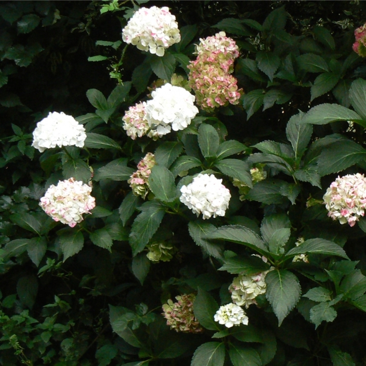 Hortensia à grandes feuilles Nymphe