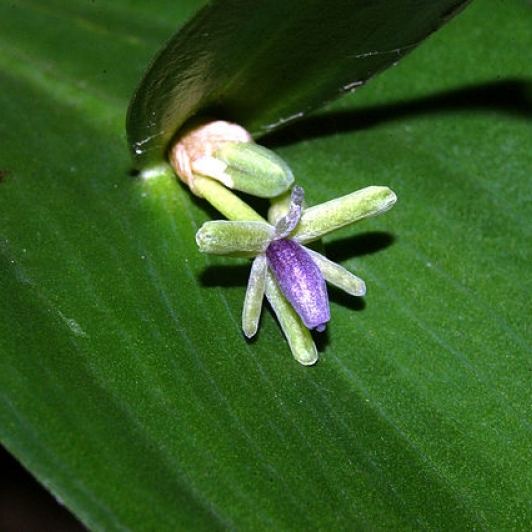 Fragon à langue