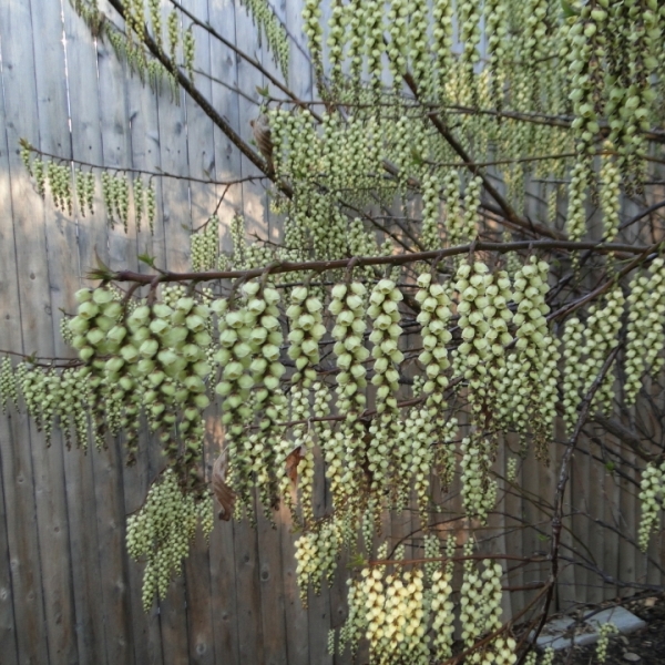 Stachyurus chinensis Celina