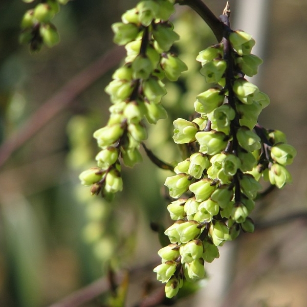 Stachyurus chinensis Celina