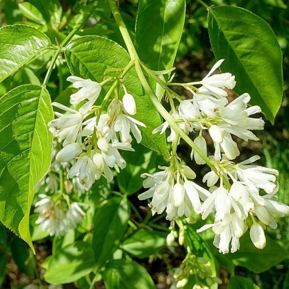 Faux Pistachier, Staphylier de Colchide