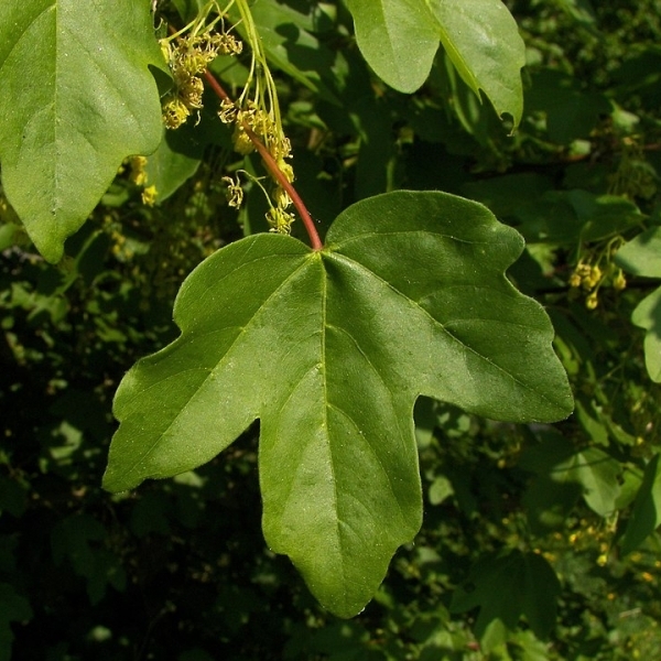 Érable champêtre Elsrijk