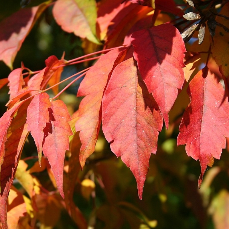 Érable à feuilles de vigne