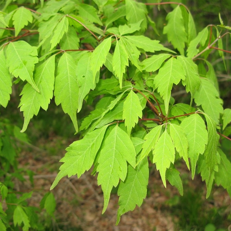 Érable à feuilles de vigne