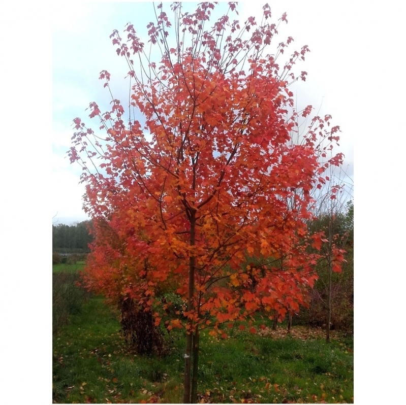 Érable rouge d'Amérique October Glory