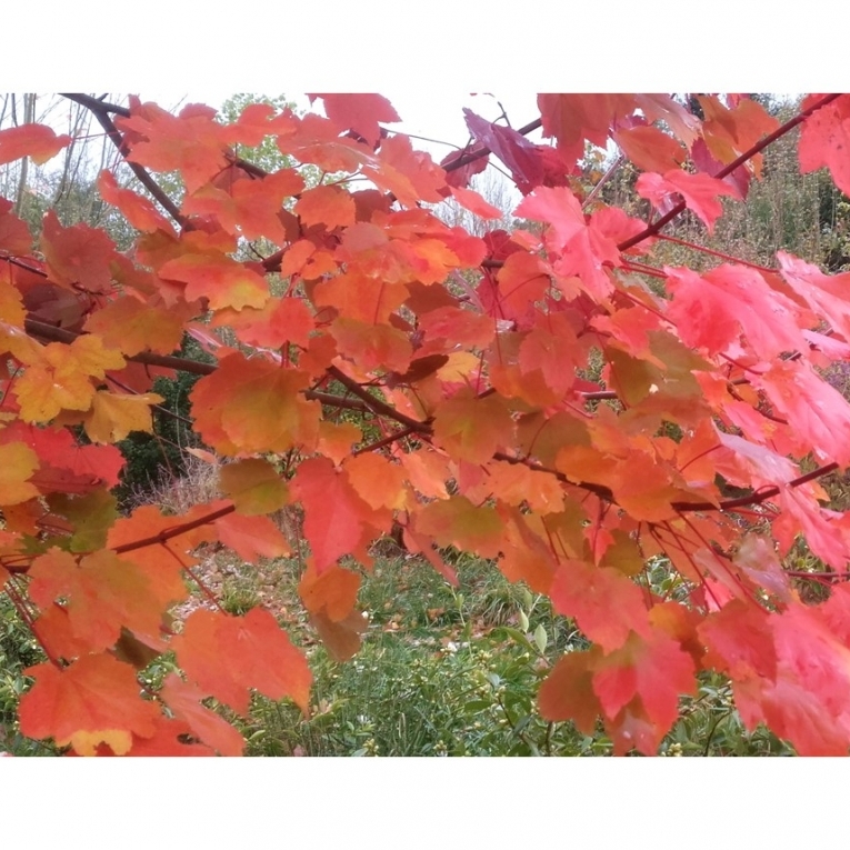 Érable rouge d'Amérique October Glory