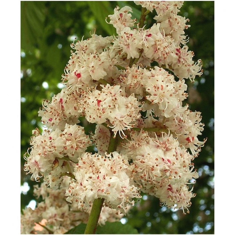 Marronnier d'Inde à fleurs doubles, Marronnier blanc à fleurs doubles