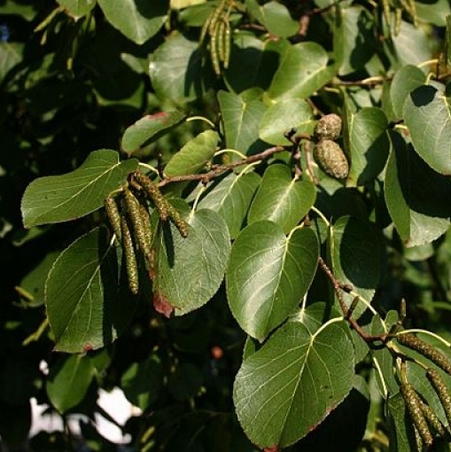 Aulne à feuilles en coeur