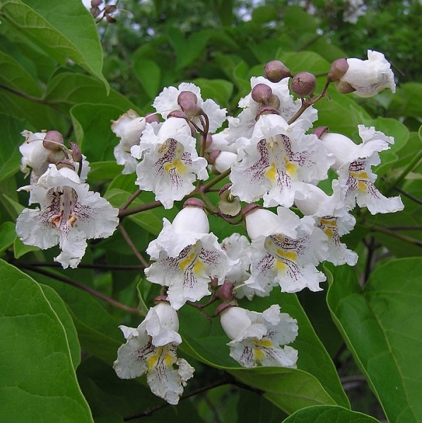 Catalpa commun