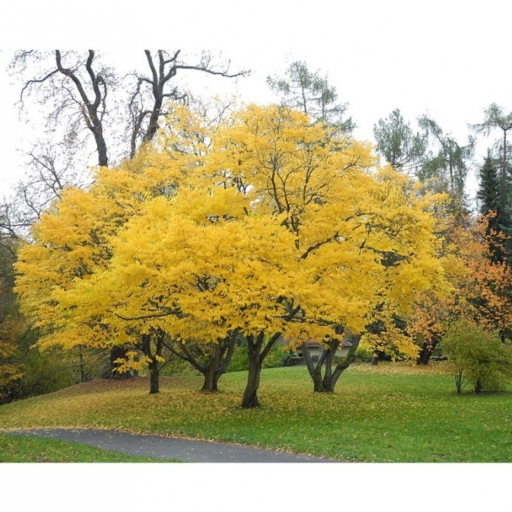 Virgilier à bois jaune