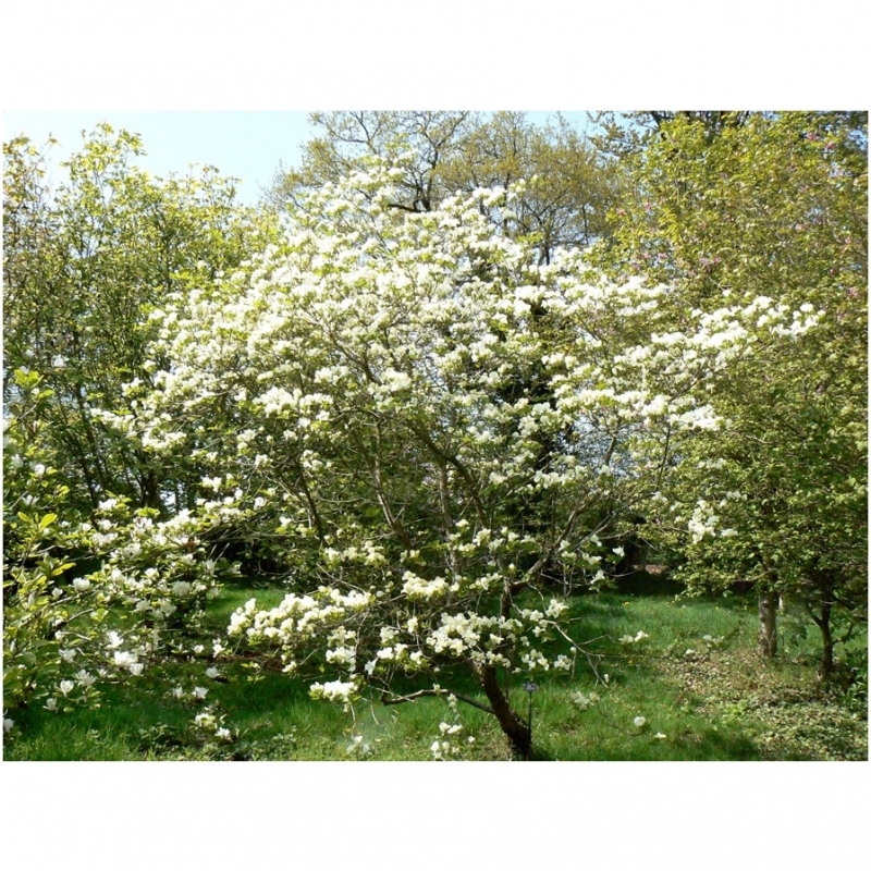 Cornouiller à fleurs d'Amérique Pluribracteata