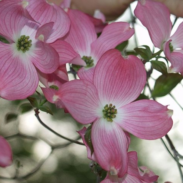 Cornouiller à fleurs d'Amérique Rosea