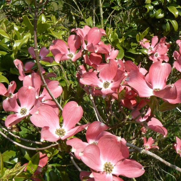 Cornouiller à fleurs d'Amérique var. Rubra