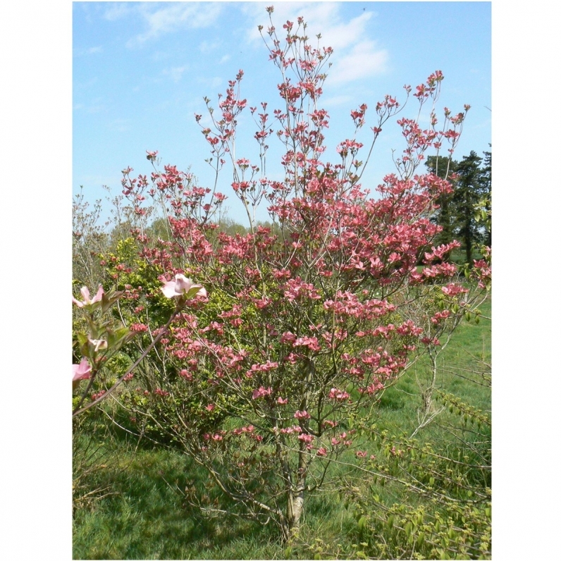 Cornouiller à fleurs d'Amérique var. Rubra