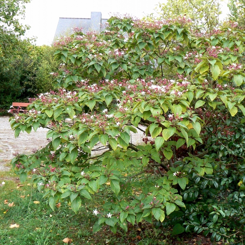 Arbre du Clergé