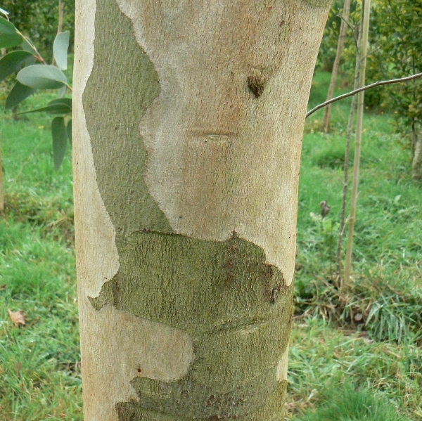 Gommier des neiges d'Australie, Arbre au koala