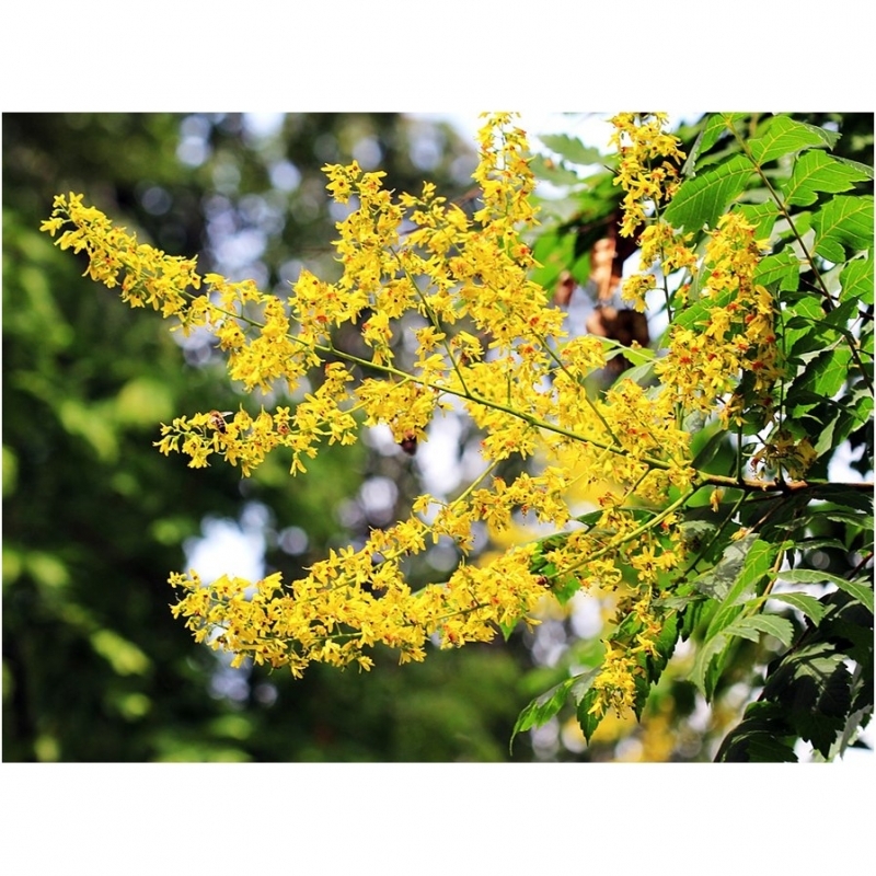 Savonnier, Arbre à pluie d'or