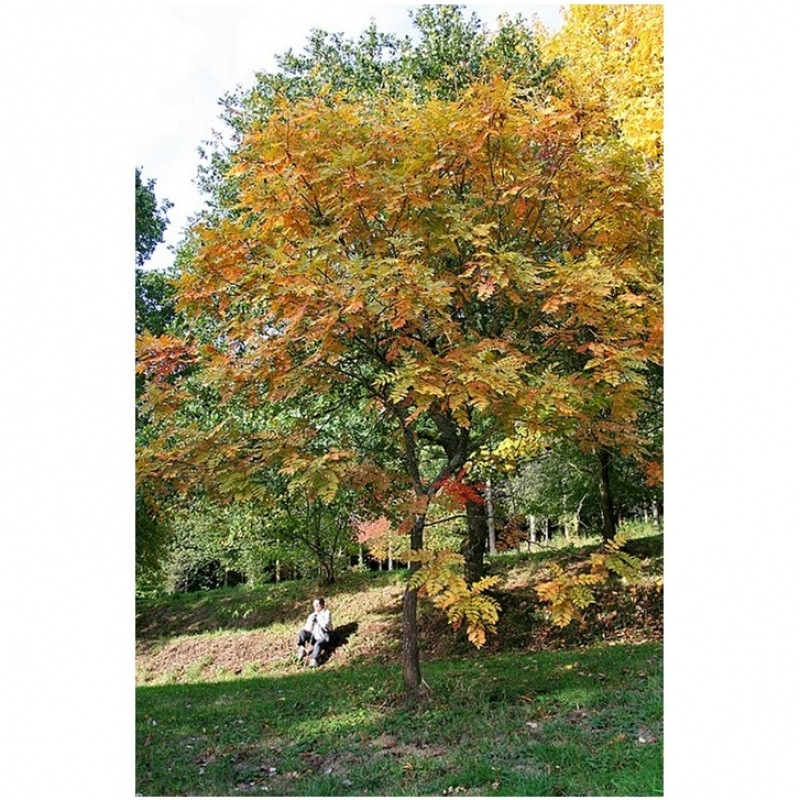 Savonnier, Arbre à pluie d'or