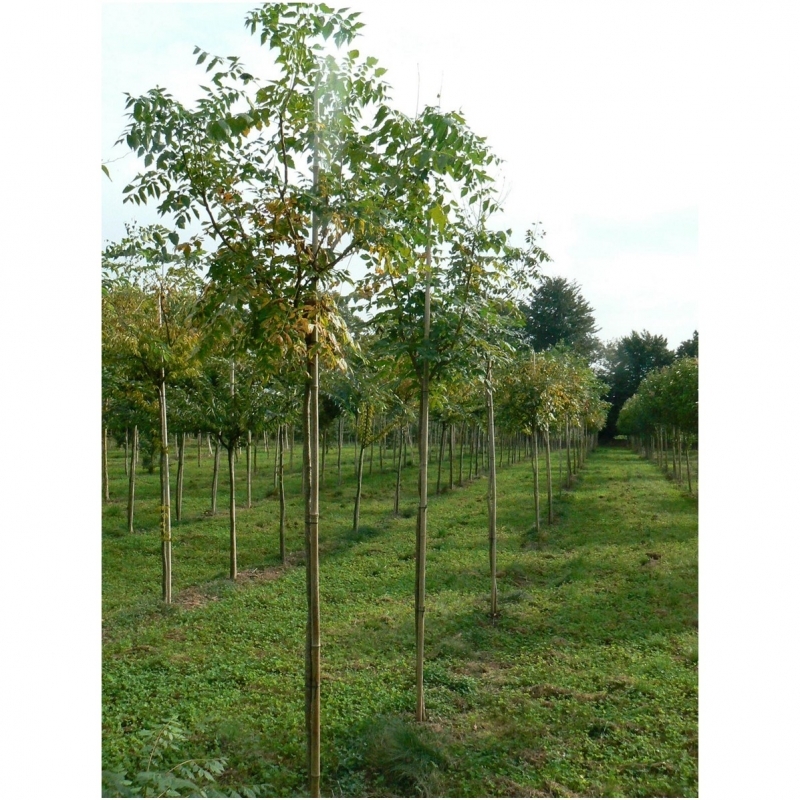 Savonnier, Arbre à pluie d'or