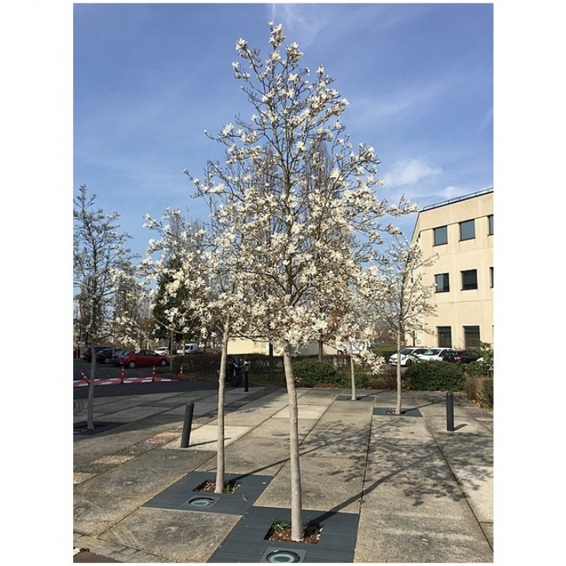 Magnolia de Kobé, Magnolia du Japon