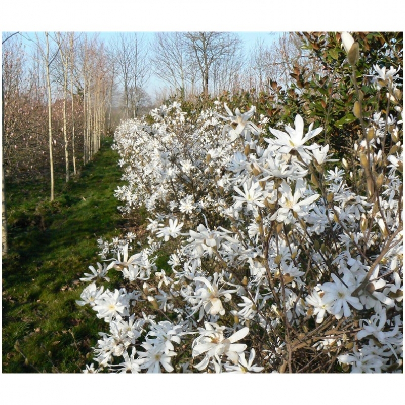 Magnolia étoilé Waterlily