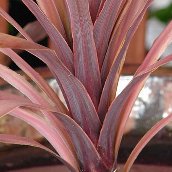 Cordyline australis Pourpre